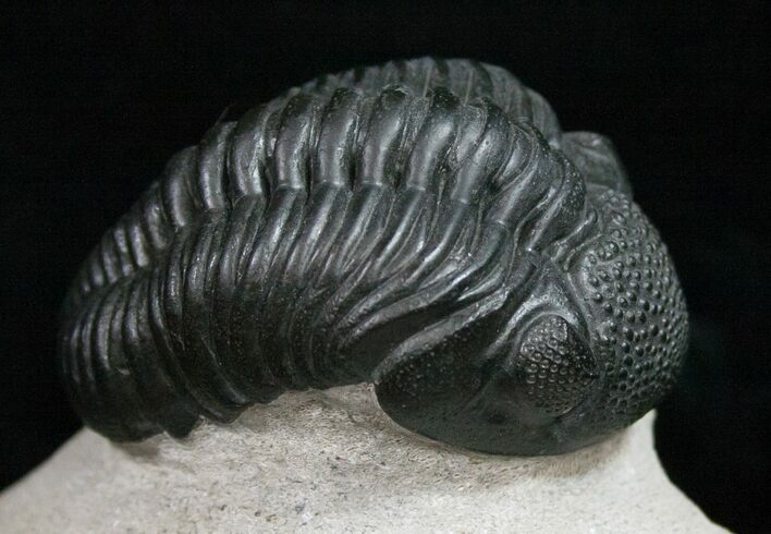 Beautiful / Phacops Trilobite - Mrakib, Morocco #11008